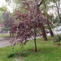 Srećom izbegli oluju: U Novom Sadu danas samo pljusak, bez većih nepogoda (video)