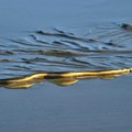 Turisti na Jadranu prestravljeni od prizora u moru! Prema obali išla zmija od 2 metra, obmota se oko plena pa ga stiska!