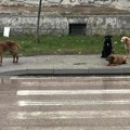 Pas lutalica izujedao i radnika ZOO higijene u Leskovcu