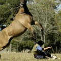 Devojčicu zbacio konj, preletela mu preko glave i pala na leđa: Povređena curica (12) u Kovilovu