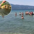 Srbi postali zvezde na Grčkoj plaži: Videli džinovsku životinju i jednim potezom sve raspametili