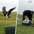 Sačuvane i izlečene: Strogo zaštićene vrste ptica vraćene u prirodu