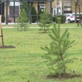 Kragujevac nastavlja pošumljavanje – novih 110 stabala uz podršku ministarstva