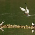 Na Vlasinskom jezeru postavljen splav za gnežđenje čigri