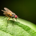 Šta bi se desilo kada bi insekti nestali? Svet kakav poznajemo ne bi preživeo
