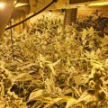 Otkrivena laboratorija marihuane kod Čačka: Čačaninu (51) stavljene lisice na ruke, u kući mu nađeno 128 stabljika kanabisa…