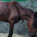 Konja koji je ostavljen po najvećoj vrućini zbrinuo ZOO Planet, najavljuju krivičnu prijavu protiv vlasnika