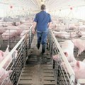Do sada potvrđeno 4.238 slučajeva afričke kuge svinja, uništeno 46.938 svinja