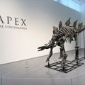 Stegosaurus na aukciji, mogao bi biti da bude prodat za više od četiri miliona dolara