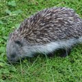 Koju hranu ježevi smeju da jedu, a koju nikako ne smete da im dajete