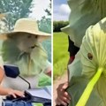 Заштитини фактор у Кини више није у тренду: Сви су одлепили за листовима лотуса, бизарни призори преплавили улице
