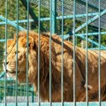 Horor u zoološkom vrtu - lav zgrabio ženu za ruku, morali su da je amputiraju: Zoo zatvoren, hitno doneta odluka o sudbini…