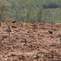 Novi zasadi vinograda u kruševačkom kraju