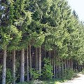 Ukupna površina šuma u Srbiji iznosi 40 odsto