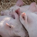 Formiran štab za suzbijanje afričke kuge svinja: Intenzivno se sprovodi nadzor na teritoriji cele Srbije
