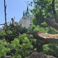 Predsednik opštine Bačka Palanka: Pola miliona stabala polomljeno u nevremenu