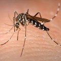Tigrasti komarac može da prenese denga groznicu i još 3 stanja, a prisutan je i u Srbiji