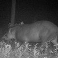 Kad nema pantera tu je tapir Nova egzotična životinja golica maštu Apatinaca