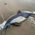 Pronađeno 120 uginulih rečnih delfina: Klimatske promene su glavni uzrok