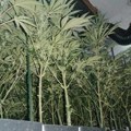 Hapšenje u Novom Sadu Policija je pronašla laboratoriju za uzgoj marihuane sa 200 stabljika