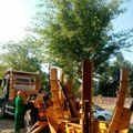 Spasena tri lepotana Vadilica za drveće premestila tri kavkaska bresta u Pančevačkoj ulici