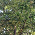 Domaćin iz Vranja izašao u dvorište i ostao u čudu: Obišao trešnju, krušku i kajsiju i na svima isto?! (foto)