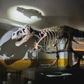 Studija: Tiranosaurus reks dostigao punu veličinu tek oko 40. godine