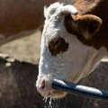 Treba li manje hraniti krave kako ne bi bilo viška mleka u Srbiji