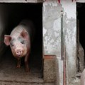 Afrička kuga desetkovala svinjski fond u Srbiji, cena prasadi dostigla 750 dinara za kg žive vage