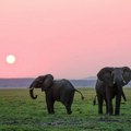 Dokazano: Azijski slonovi sahranjuju svoje mrtve
