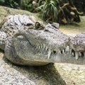 U kući držao 340 kg teškog aligatora Alberta - plivao je u bazenu zajedno sa decom