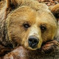 Ubijen medved koji je u Slovačkoj povredio pet ljudi