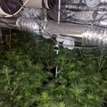 Hapšenje u okolini Aleksinca: U ataru sela Donji Ljubeš pronađeno 325 biljaka marihuane, vlasnik parcele priveden
