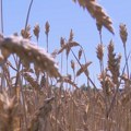 Visoke temperature i suša ugrozile letinu