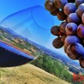 Pored Toskane i Lipovac je dom za sanđoveze, u vinariji Draganić pravi se posebno vino od ove sorte grožđa (FOTO, VIDEO)