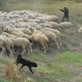 Ovčari trljaju ruke – hiljade srpskih jaganjaca kreću put severne afrike: U Adorjanu kod Kanjiže sprema se novi nastup na…