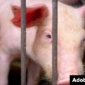 Srbija pogođena afričkom svinjskom kugom