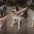 Udomi Ogija zvanog Lepomir: Pronađen gladan i žedan u njivama, sada čeka ljude kojima će pokloniti svu svoju ljubav Ne kupuj -…