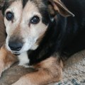 Opasna zaraza među psima: Veterinari upozoravaju na parvovirozu, bolest prisutna i u Srbiji