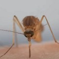 Ispušta se 800.000 komaraca u Novom Sadu! Uvozimo ih iz Italije, a evo koja će biti njihova uloga