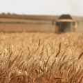 MMF: Rusko napuštanje inicijative o žitu veliki rizik po bezbednost hrane
