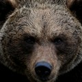 Sve je više medveda na ovoj srpskoj planini: Vodič dao jedini savet za spas prilikom susreta sa njim