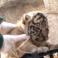 VIDEO: U zoo vrtu u Rimu rođeno mladunče tigra koji je pred izumiranjem
