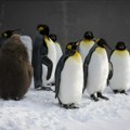 I pingvini na udaru ptičijeg gripa: Virus već hara Antarktikom, a stigao je i na izolovano ostrvo "usred ničega"