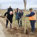 Zasađene sadnice na kružnom toku kod Bunuševca