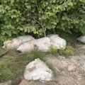 Na Golaću bačene utrobe kurbana: Zaraza prijeti cijelom kraju