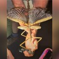 Visoko u krošnjama Australije pronađen ogroman insekt: "Grančica" dugačka 40 centimetara krilima zaustavlja dah (VIDEO)