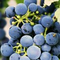 Veliki podsticaji za vinogradare