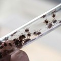 Batut: Počela sezona krpelja - na šta da obratite pažnju