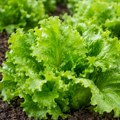 Zelena salata je među najskupljim povrćem: Evo kako da je uzgojite kod kuće